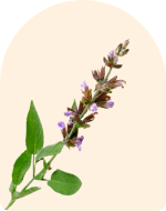 Clary Sage Essential Oil